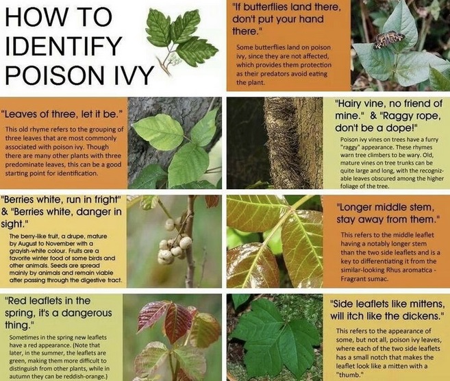 Seven Poison Ivy Identifiers