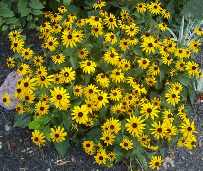 black_eyed_susans