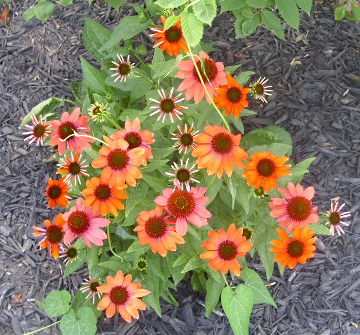 orange_flowers