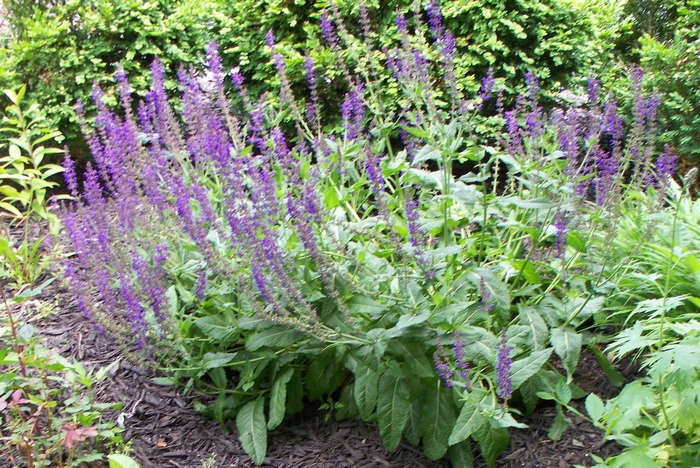 purple_flowers