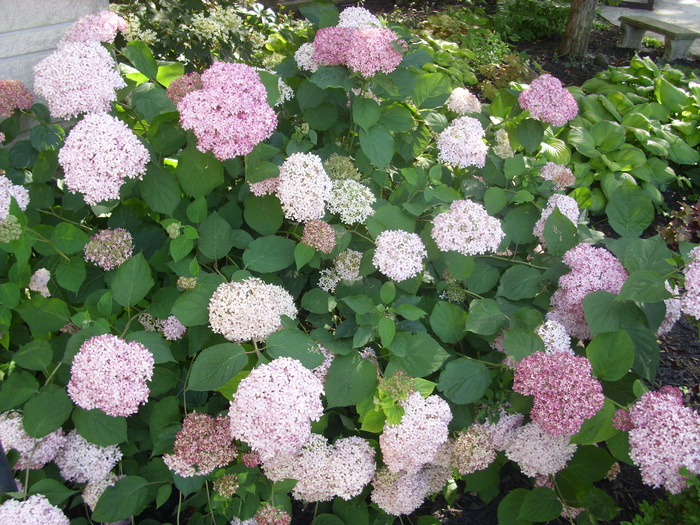 purple_white_flowers