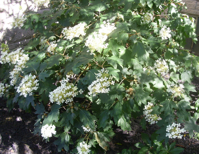 small_white_flowers
