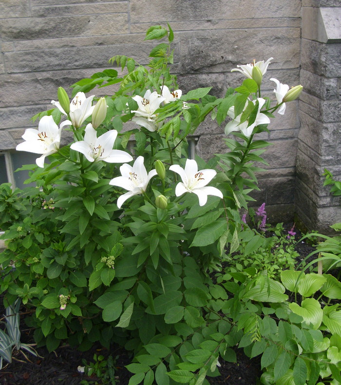 white_lilies