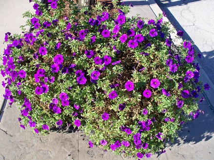 flowers_purple
