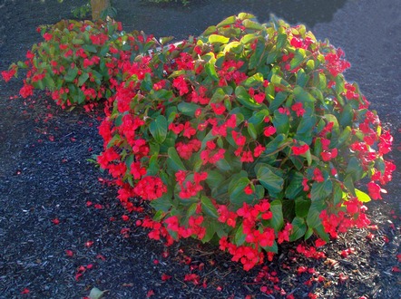 flowers_red